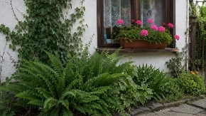 Ne sadite ove biljke blizu kuće! Cveće koje su se naše bake plašile da sade ispod prozora i zašto?