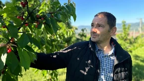 Trešnje više neće biti paprene: Domaći rod obara cenu, voćari konačno odahnuli