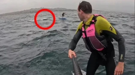 Strava i užas na talasima: Morska neman pratila surfere - snimak ledi krv u žilama!