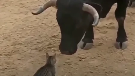 Uskočila je u arenu i suočila se sa bikom Mačka hrabrija od toreadora postala je hit na mrežama