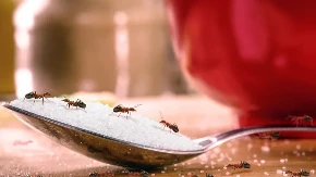 Oterajte mrave iz kuće za 90 dinara: Pobeći će kilometar daleko!