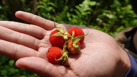 Nije dovoljno samo ispiranje: Ovako se pravilno čiste jagode