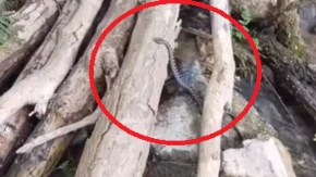 Jeziv snimak, otrovnica odmah pored čoveka! Ovo ledi krv u žilama! 