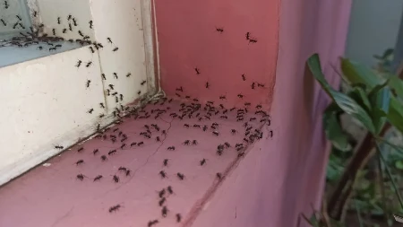 Pobeći će glavom bez obzira: Trik od 0 dinara tera mrave tako da se više nikad neće vratiti