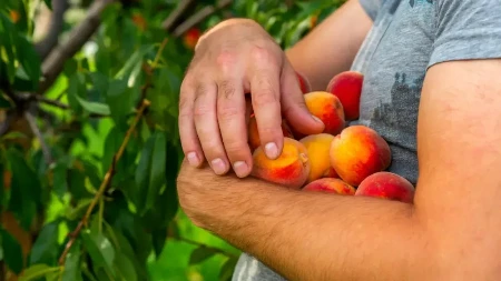 Šteta je prevelika - poseći će 420.000 stabala breskve zbog stečaja firme