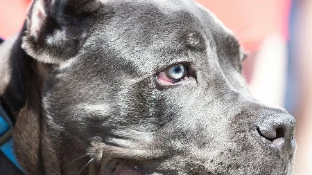 Da li treba da posetite veterinara? Evo šta znači kada pas ima plave oči - izgleda prelepo ali nije uvek bezazleno