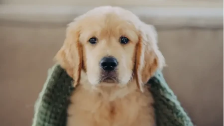 Vlasnici doveli štene u kuću, reakcija njihovog psa ih je ganula Pogledajte šta je uradio - video je hit