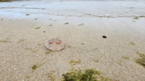 Nemila scena u omiljenom letovalištu Srba: Hiljade meduza pojavilo kod plaže!