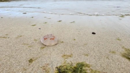 Nemila scena u omiljenom letovalištu Srba: Hiljade meduza pojavilo kod plaže!