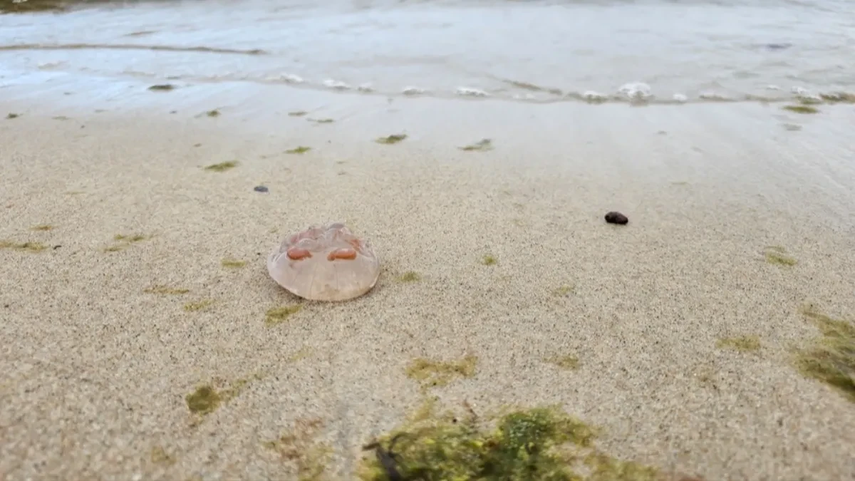 Nemila scena u omiljenom letovalištu Srba: Hiljade meduza pojavilo kod plaže!
