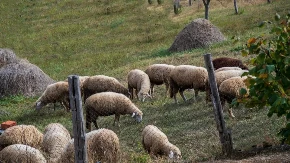 Cena stoke ponovo oscilira - negde pale cene prasadi, negde poskupela jagnjad