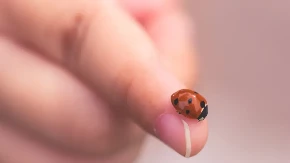Kad bubamara sleti na vas, ovo nikako nije slučajno: Narodno verovanje krije moćnu poruku