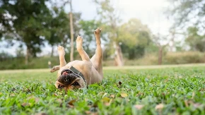 Veterinari otkrivaju: Evo šta znači kada se pas stalno valja po travi - želi nešto da vam poruči