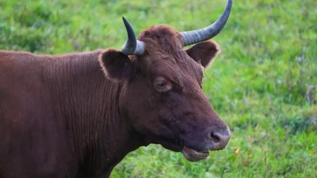 Horor na Kurban-bajram: Odbegli bik razneo izlog, upao u berbernicu i terorisao ljude – snimci lede krv u žilama!