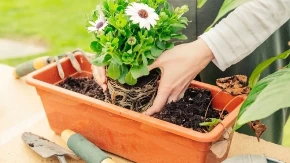 Kako pametno isplanirati sadnju tokom maja, juna i jula: Cvetanje će trajati neprekidno, bez „praznih“ perioda