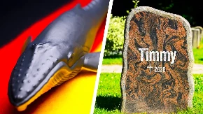 Kraj sage o Timiju: Telo uginulog grbavog kita izvučeno na obalu danskog ostrva Anholt