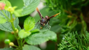 Zaboravite na insekticide: TikTok baštovan otkrio kako da proterate ose bez hemikalija - rešenje je genijalno