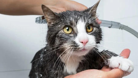 Da nije ljuta?! Evo šta znači kada vas mačka ignoriše posle kupanja ili odlaska kod veterinara