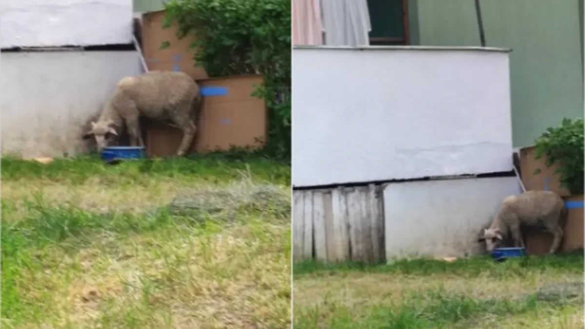 Čovek pred svaki Đurđevdan veže jagnje ili ovcu na kanapu, i... Mreže se usijale zbog slika, Srbija se podelila