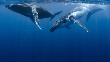 Zabeležen neverovatan prizor majke kita koja doji svoje mladunče Fascinantan snimak obišao svet (VIDEO)