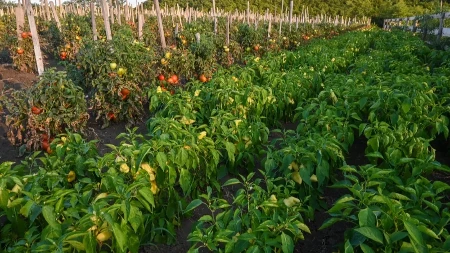 Paradajz i paprika mi rađaju kao ludi! Posadim pored ovu biljku, čuva bolje od pesticida!