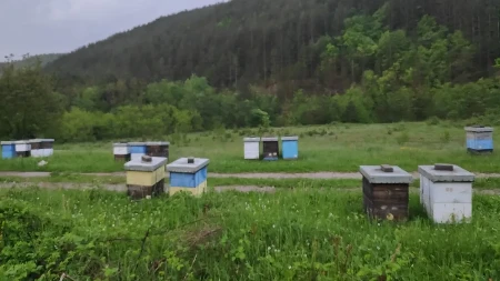 Matična mleč, najsavršenija namirnica: Čuva srce, mozak i imunitet, a ovako se koristi