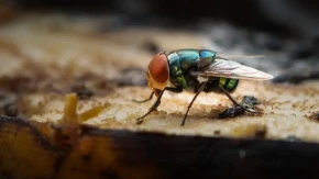 Muve nećete videti ovog leta: Pospite ovaj začin oko prozora, ne podnose ga