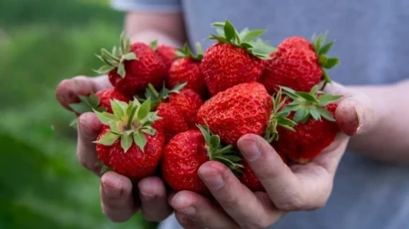 U zemlju dodajte ovaj prirodan sastojak: Jagode u maju će biti duplo krupnije