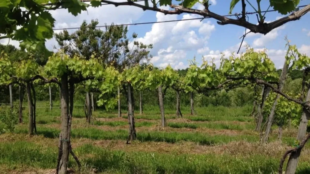 Plac u srcu Šumadije za 24.000 evra: Nalazi se na idealnoj lokaciji!