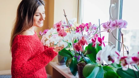 Moja orhideja cveta bez prestanka: Sama pravim đubrivo koje je čudo, ovo je recept!
