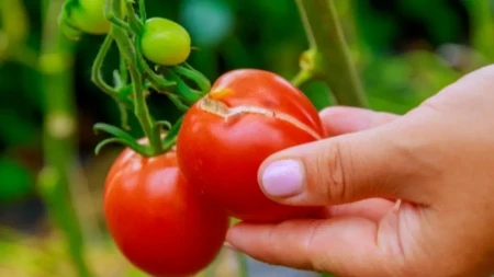 Paradajz vam puca pred berbu? Evo zašto se to dešava i da li sme da se jede