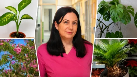 Ove biljke mnogi drže u dnevnoj sobi, a mogu da ugroze dete: Doktorka upozorava roditelje