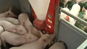 Bukti afrička svinjska kuga u Ivanovu! Širi se zar