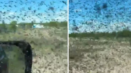 Snimak koji ledi krv u žilama: Crni oblak insekata nad jezerom izazvao haos, ljudi bežali u panici