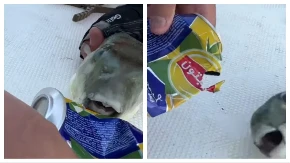 Kida kao besni pitbul! Opasna riba koja se širi Gr