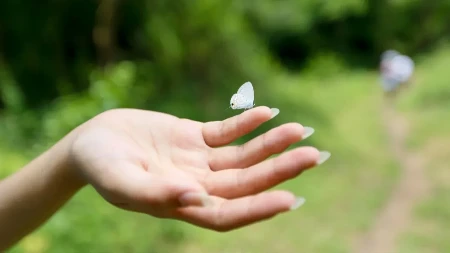 Leptir je sleteo na vas? Veruje se da vam život sprema veliku promenu