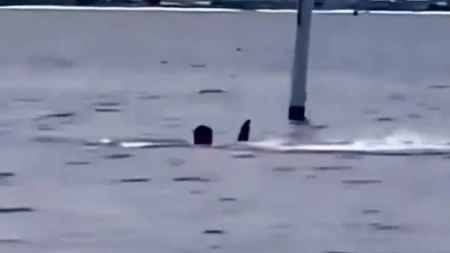 "Upomoć! Upomoć!" Ajkula grabi čoveka pred kamera, a onda nestaju pod vodom! (VIDEO)