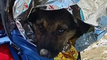 Herojski podvig planinara u Bosni: Pronašli kujicu na 2.000 metara visine i šest sati je nosili u rancu da joj spasu život!