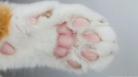 Fotka koja je zapalila internet: Ljudi ne veruju kolika je šapa ove mačke, porede je sa šapom predatora!