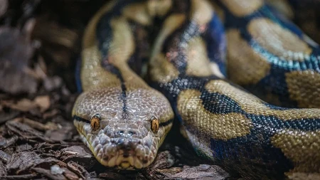 Piton dugačak 7,5 metara usmrtio ženu (44): Stisnuo je do smrti i progutao