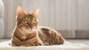 Mačka ukrala šou na premijeri baleta "Romeo i Julija" Pogledajte šta je uradila - video je hit