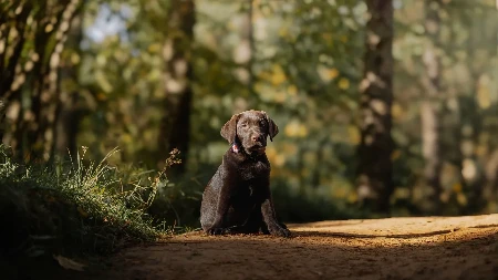 Dirljiv snimak raznežio ljude na mrežama: Pogledajte kako ovaj labrador dočekuje vlasnika - raznežićete se