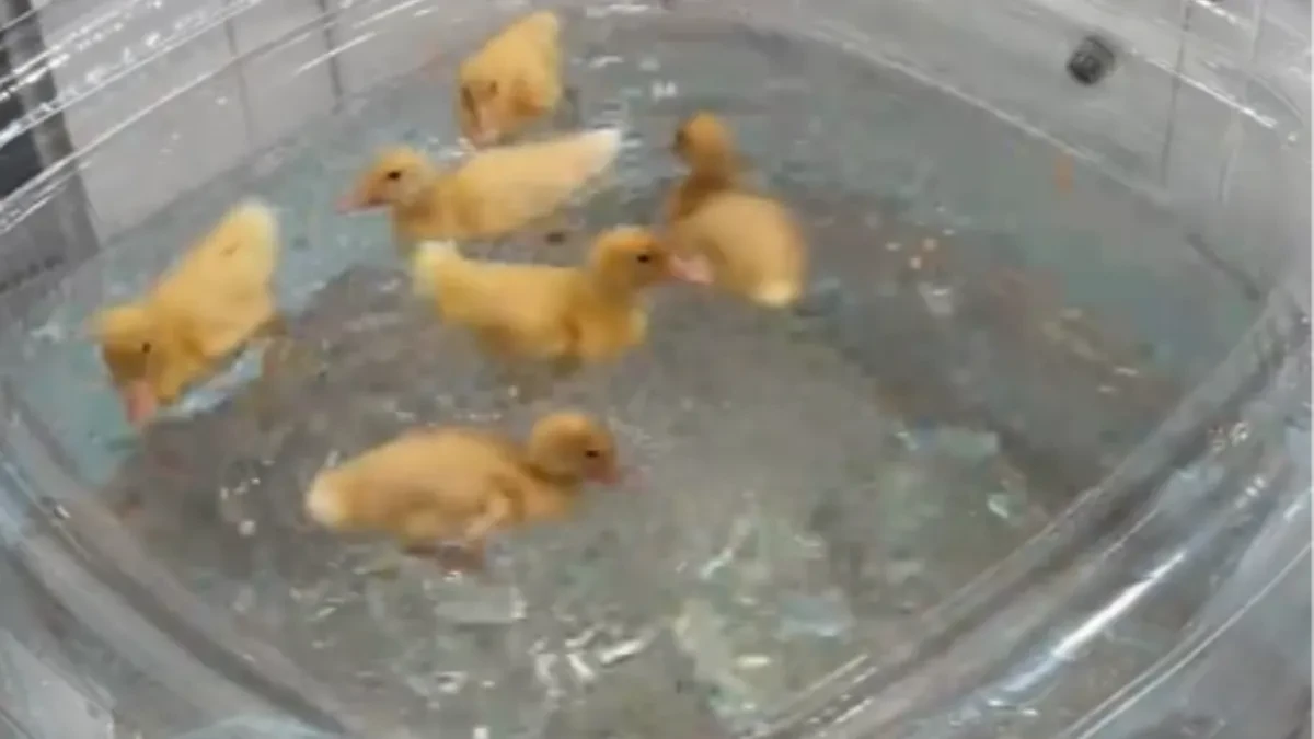 Ništa slađe nećete videti: Snimak na kom žena kupa pačiće raspametio ljude na mrežama