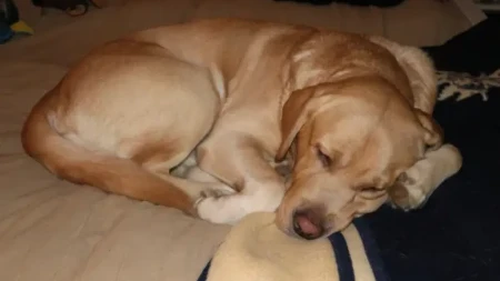 Vlasnici ljubimaca u suzama: Veterinarka otkrila o čemu psi razmišljaju pred kraj života