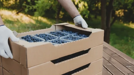Sezona branja borovnica u punom jeku - radnika nema dovoljno iako je dnevnica 50 evra