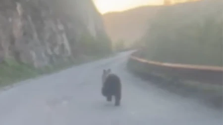 Medved snimljen kako trči kroz tunel na Tari! "Au šta sam doživeo! Gledaj ga kako piči!" (VIDEO)