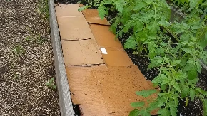 Zašto sve više ljudi stavlja karton u baštu? Trik koji donosi bolju zemlju i manje korova