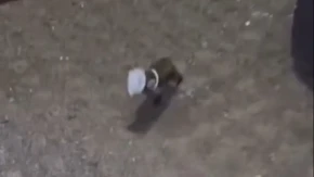 Snimak koji topi srca: Divlja životinja zaglavila glavu u tegli, reakcija prolaznika oduševila region!