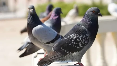 Golubovi više neće prilaziti vašoj terasi: 8 brutalno efikasnih trikova koji ih teraju zauvek!