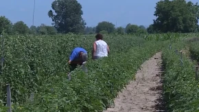 Snažno olujno nevreme napravilo haos severnobačkom ataru: Šteta je ogromna